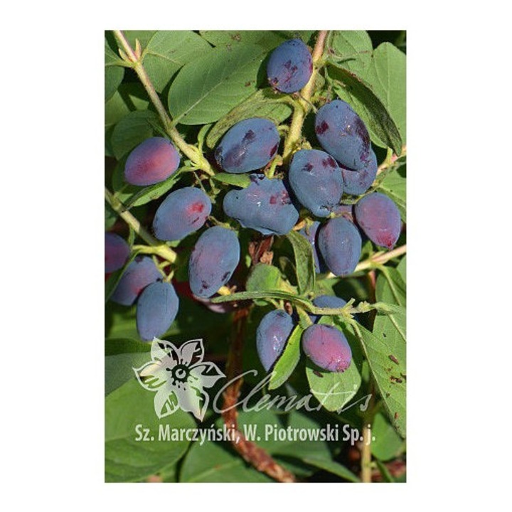 Planta, Specie ornamentala, Lonicera kamtschatica Duet, ghiveci C2 litri