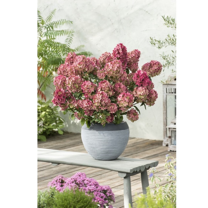 Planta, Specie ornamentala, Hydrangea panic. PETITE® STAR Coustar02 PBR, ghiveci C2 litri