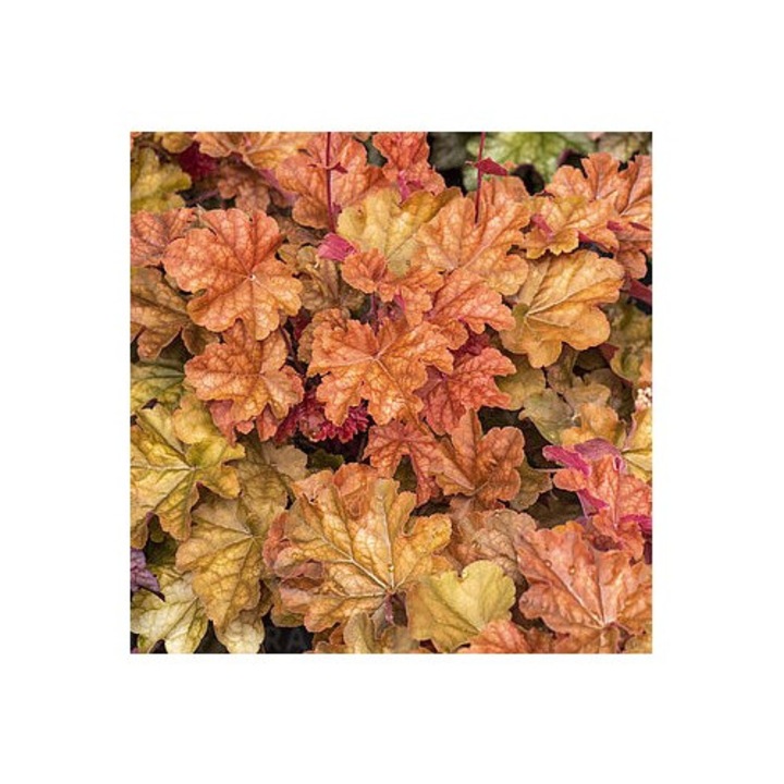 Planta, Specie ornamentala, Heuchera WORLD CAFFE® Corretto, ghiveci C2 litri