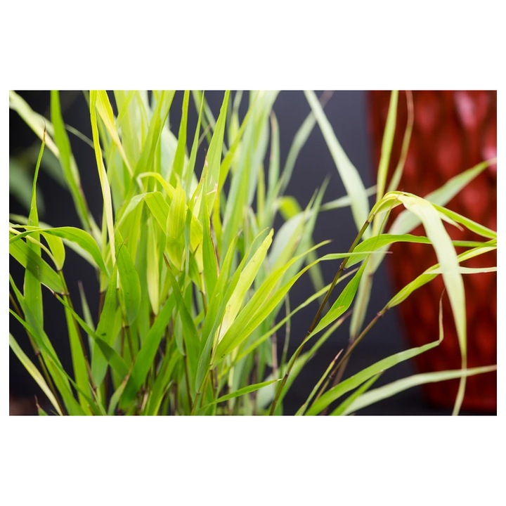 Planta, Specie ornamentala, Hakonechloa macra Greenhills, ghiveci C2 litri