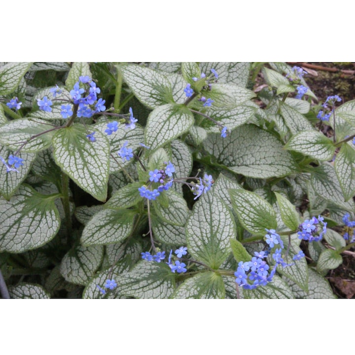 Planta perena Brunnera macrophylla 'Silver Heart', Clematis, frunzis argintiu, flori albastre, ghiveci 2L, 30x45cm