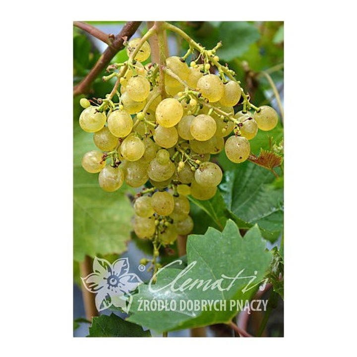 Planta, Specie ornamentala, Vitis Primavera, ghiveci C2 litri