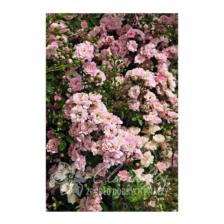 Planta, Trandafir pitic The Fairy, Rosa The Fairy, ghiveci P9 cm