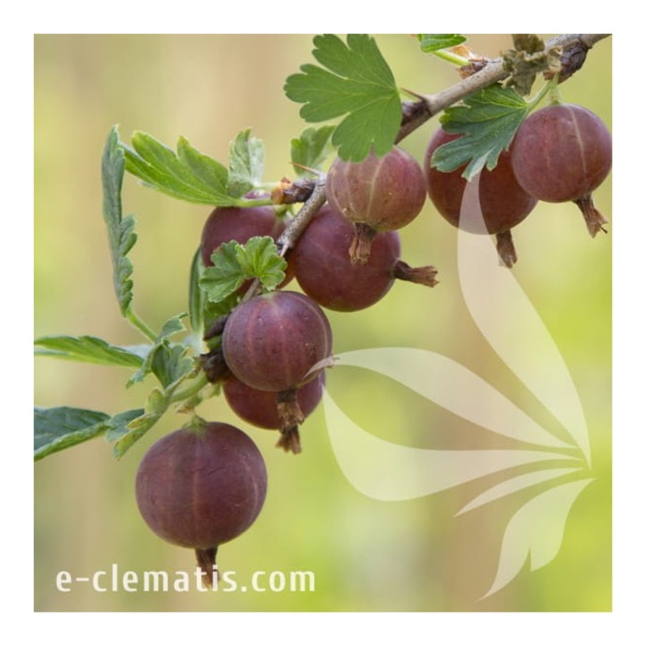 Planta, Agris rosu Hinnonmaki, Ribes uva-crispa Hinnonmaki Rod, ghiveci C2 litri