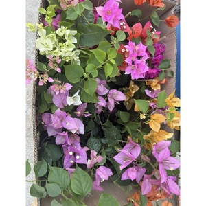 Plante in ghiveci