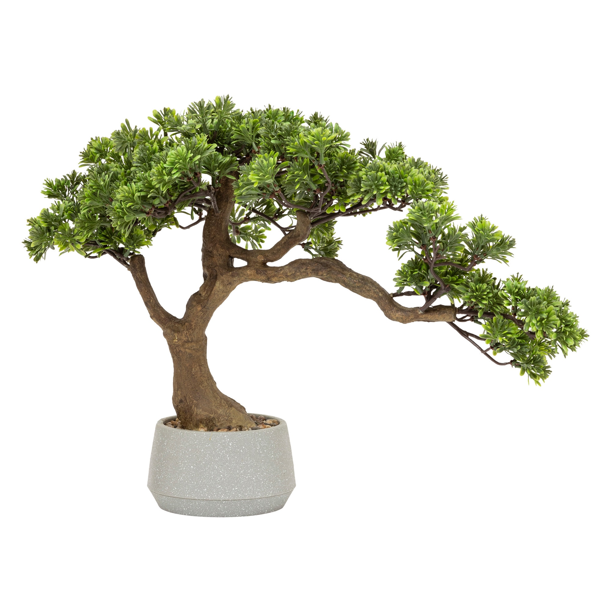 buy bonsai tree online Buy Bonsai Jade Plant Online India and Hyderabad – Treekart.com