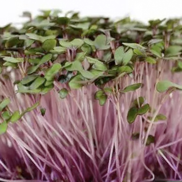 Seminte pentru plante Keil, MP SEEDS, 100g, bogate in vitamine, fara colesterol