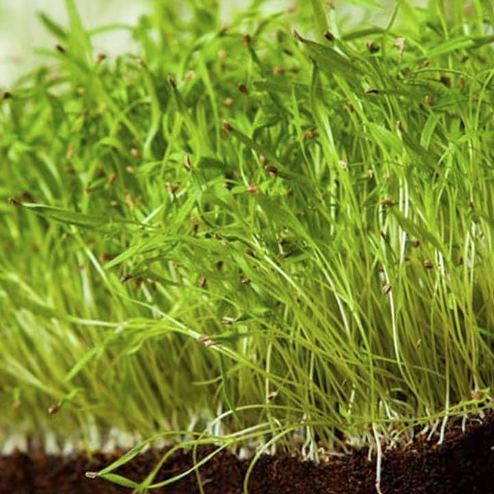 Seminte de muguri de marar, 100 de grame.