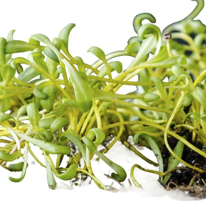 Seminte pentru plante de sfecla galbena, MP SEEDS, set 50g, aroma pamantie, frunze verzi