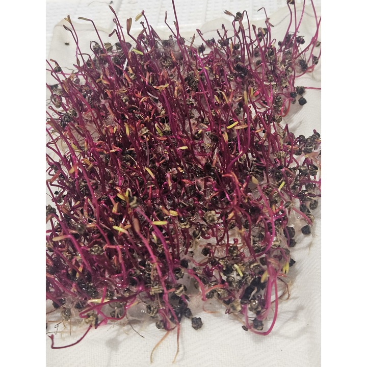 Spori pentru plante, MP SEEDS, Beta vulgaris, 100g