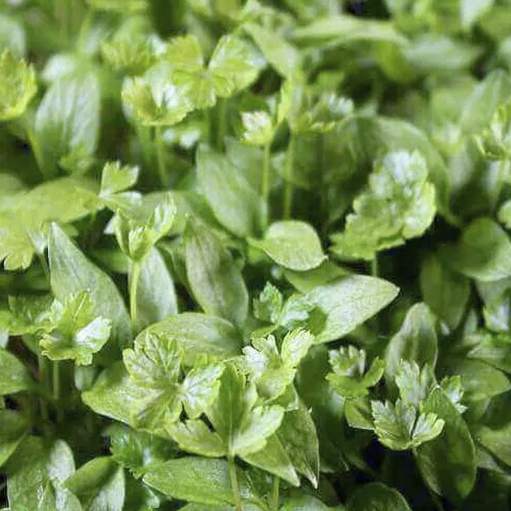 Spori pentru plante de menta, MP SEEDS, organici, 100g