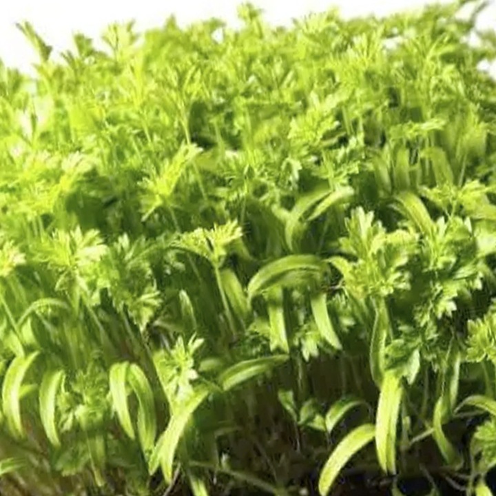 Seminte pentru plante aromatice, MP SEEDS, menta, 100g