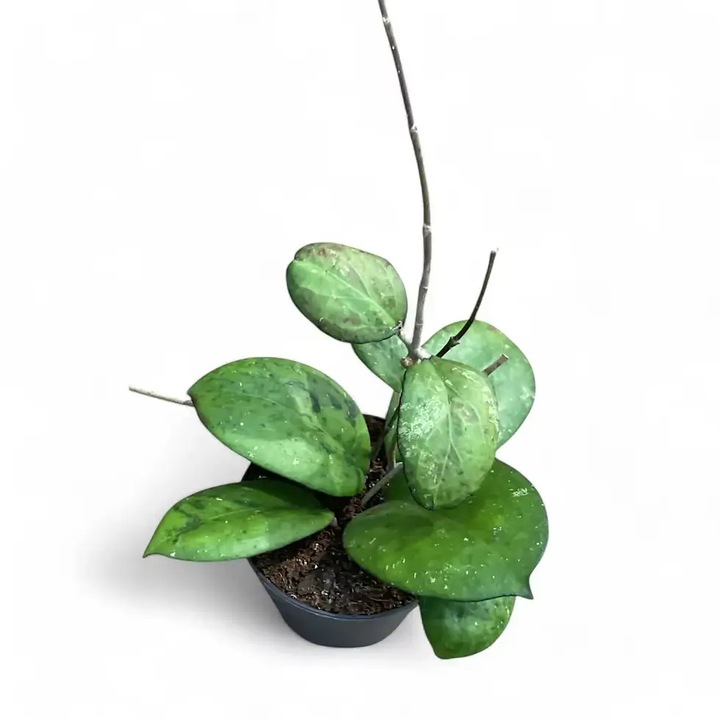Planta naturala de interior Hoya 'Joy' D12