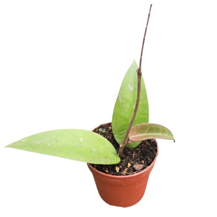 Хоя паразитика 'Red Leaf' D7