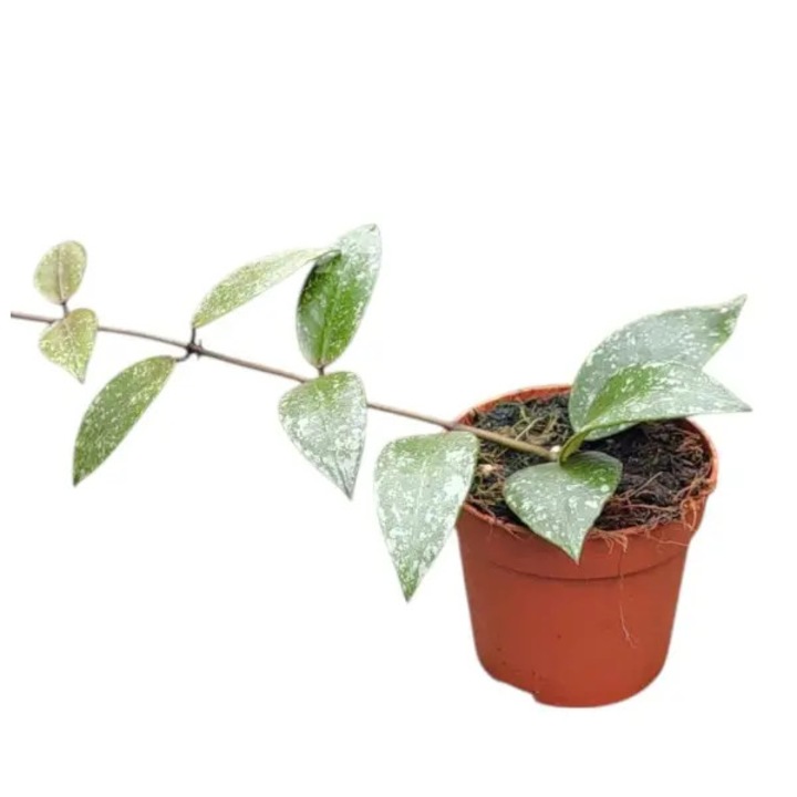 Hoya nabawanensis 'Splash' D7