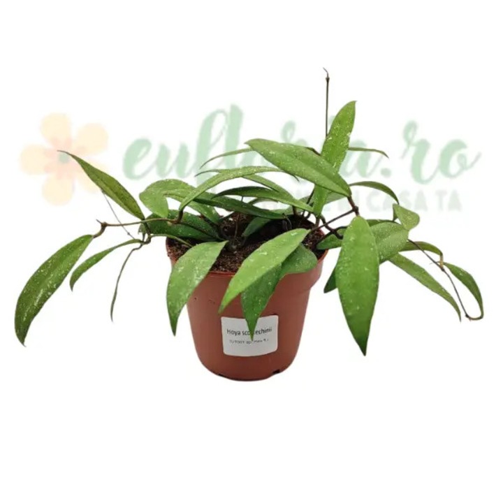 Hoya scortechinii D12 (UT001 sp. Pink fl.)