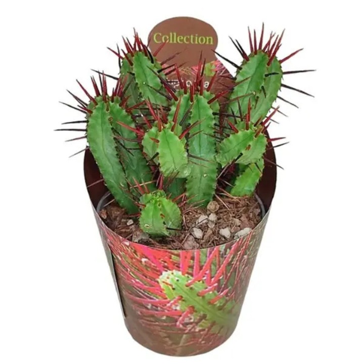 Euphorbia enopla D6.5