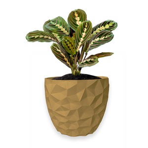 Ghivece si suporturi