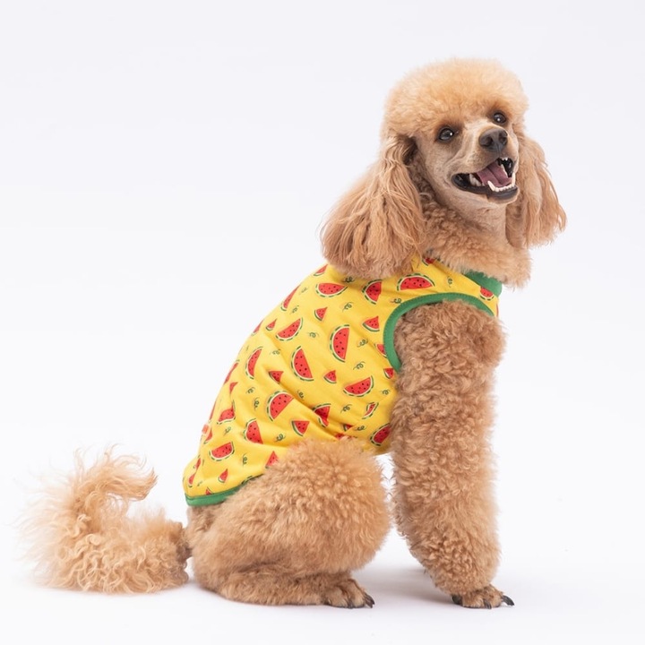 Maiou pentru caini, Pawstar, model cu pepene, Marimea 2XL, culoare Galben/Verde