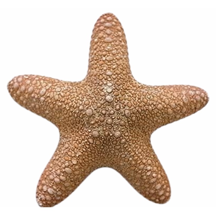 Tengeri csillag, natúr, natúr színű, 15 cm