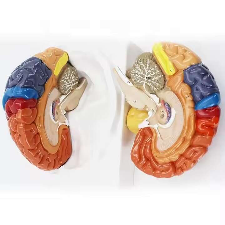 Анатомична отливка Глава, човешки мозък, разрез