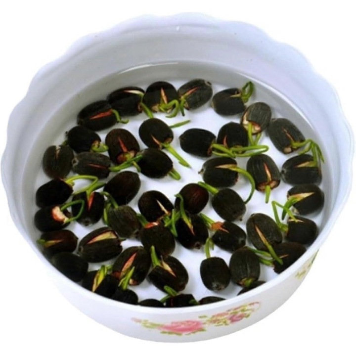 100 lótuszmagból álló készlet, színes virágok, ellenálló, kerti, többszínű